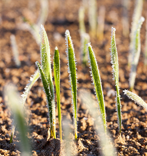 Hartford Helicopter Frost and Ice
